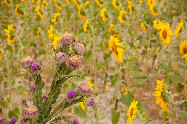 Sonnenblumen