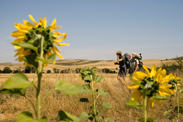 Sonnenblumen