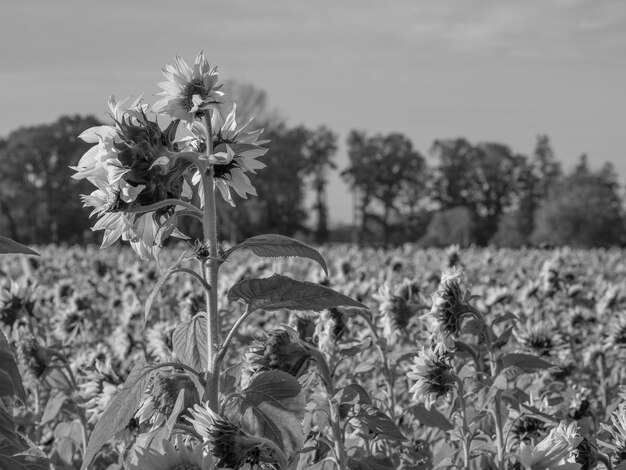 Sonnenblumen