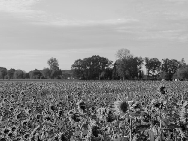 Sonnenblumen