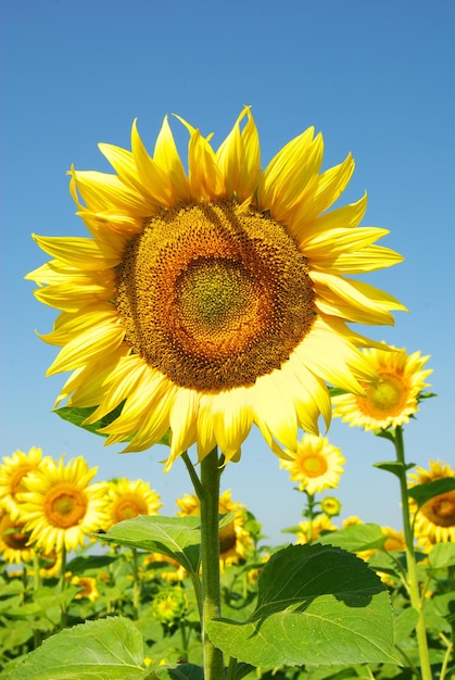 Sonnenblumen