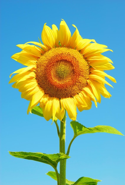 Sonnenblumen