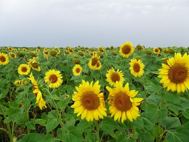 Sonnenblumen