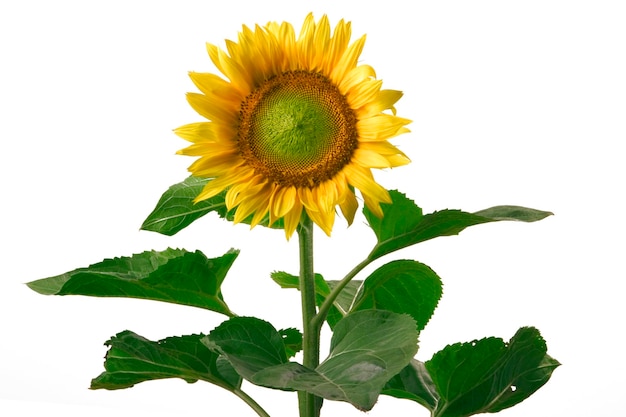 Sonnenblumen