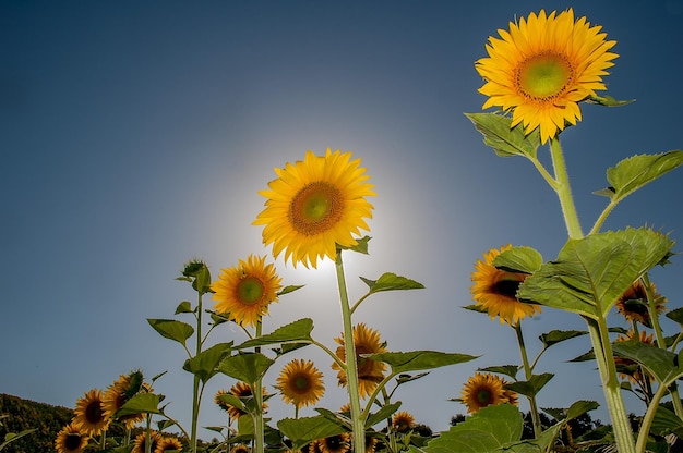 Sonnenblumen