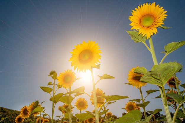 Sonnenblumen