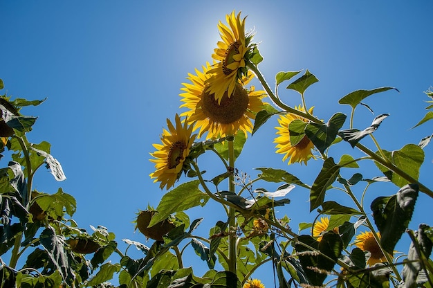 Sonnenblumen