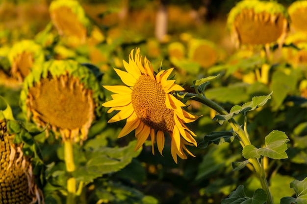 Sonnenblumenanbau bei Sonnenaufgang in den Bergen von Alicante