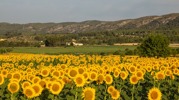 Sonnenblumenanbau bei Sonnenaufgang in den Bergen