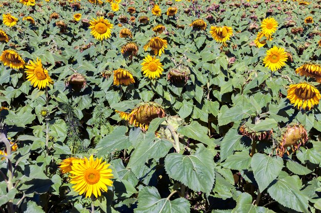 Sonnenblumenanbau - Helianthus - in Brasilien