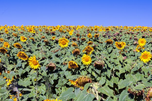 Sonnenblumenanbau - helianthus - in brasilien