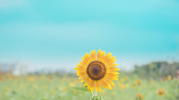 Foto sonnenblumenbanner