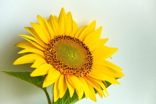 Sonnenblumenbeschaffenheit und -hintergrund. Textur von Sonnenblumenpollen. Makro-Ansicht der abstrakten Natur Textur und Hintergrund Organisches Muster. Sonnenblume in voller Blüte.