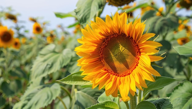 Sonnenblumenblüte im Garten mit Kopierplatz