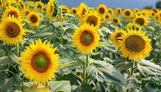 Sonnenblumenblüte im Garten mit Kopierplatz