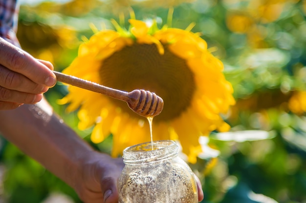 Sonnenblumenblütenhonig in den Händen. Selektiver Fokus.