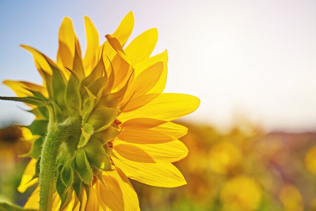 Sonnenblumenblütenstand gegen sommerblauen Himmel