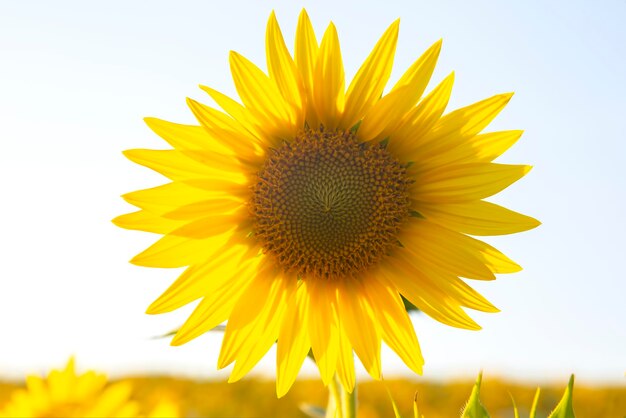 Sonnenblumenblume in einem Feld in Sonnenstrahlen gegen den Himmel. Landwirtschaft und Agroindustrie