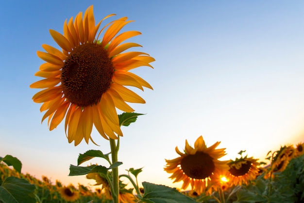 Sonnenblumenblume in einem Feld in Sonnenstrahlen gegen den Himmel. Landwirtschaft und Agroindustrie