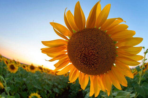 Sonnenblumenblume in einem Feld in Sonnenstrahlen gegen den Himmel. Landwirtschaft und Agroindustrie