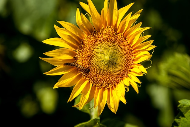 Sonnenblumenblumen wachsen auf dem Feld. Bauern bauen Sonnenblumen für Speiseöl an