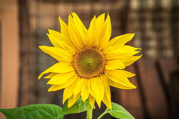 Sonnenblumendetail im Frühjahr während der Wachstumsphase