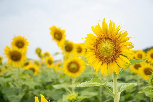 Sonnenblumenfeld am Morgen.