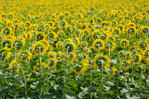 Sonnenblumenfeld am Sommertag