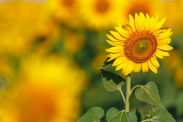 Sonnenblumenfeld am Sonnenuntergang