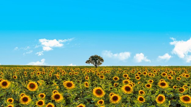 Sonnenblumenfeld am sonnigen Tag Hintergrund Frühlingstextur Selektiver Fokus