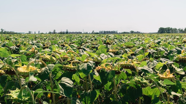 Sonnenblumenfeld an einem hellen, sonnigen Tag Ernte Konzept der Lebensmittelkrise Vorteile von Ölsaaten für die menschliche Ernährung Ernährung für bessere Haut und Haare