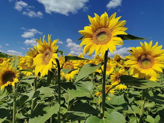 Sonnenblumenfeld an einem klaren sonnigen Tag im Sommer. Eine landwirtschaftliche Pflanze, die zur Herstellung von Sonnenblumenöl und anderen nützlichen Produkten verwendet wird