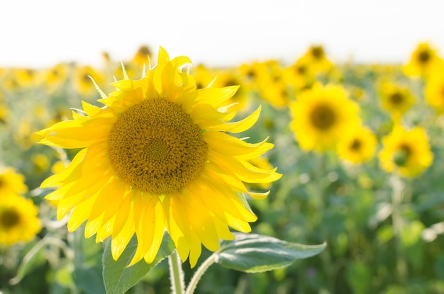 Sonnenblumenfeld an einem sonnigen Tag bei Sonnenuntergang