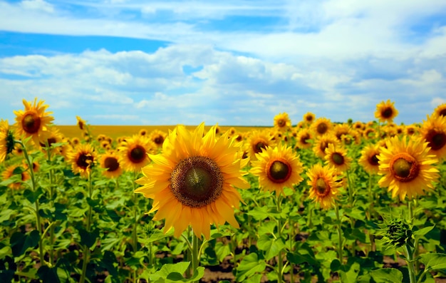 Sonnenblumenfeld auf Hintergrund des blauen Himmels