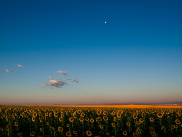 Sonnenblumenfeld bei Sonnenaufgang in Colorado.