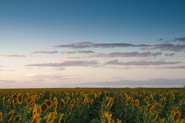 Sonnenblumenfeld bei Sonnenuntergang in Colorado.