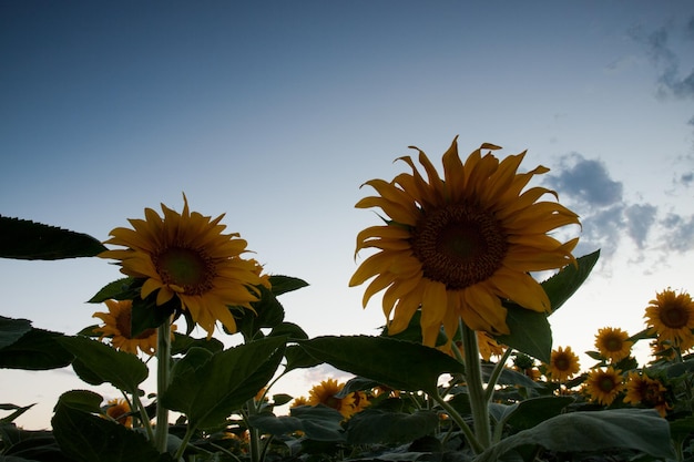 Sonnenblumenfeld bei Sonnenuntergang in Colorado.