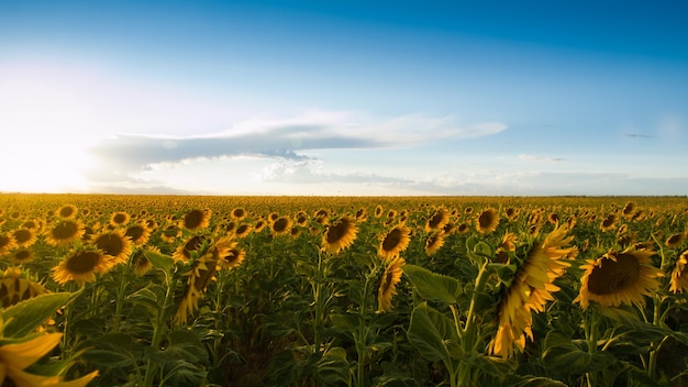 Sonnenblumenfeld bei Sonnenuntergang in Colorado.