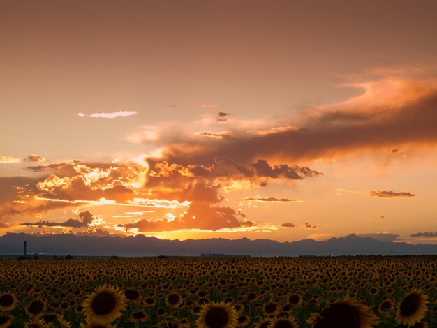 Sonnenblumenfeld bei Sonnenuntergang in Colorado.