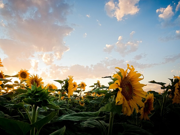 Sonnenblumenfeld bei Sonnenuntergang in Colorado.