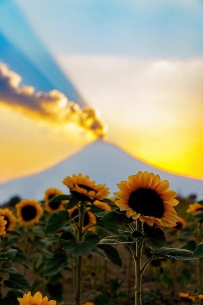 Sonnenblumenfeld bei Sonnenuntergang und im Hintergrund der Vulkan Popocatepelt