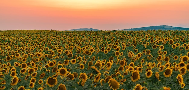 Sonnenblumenfeld bei Sonnenuntergang