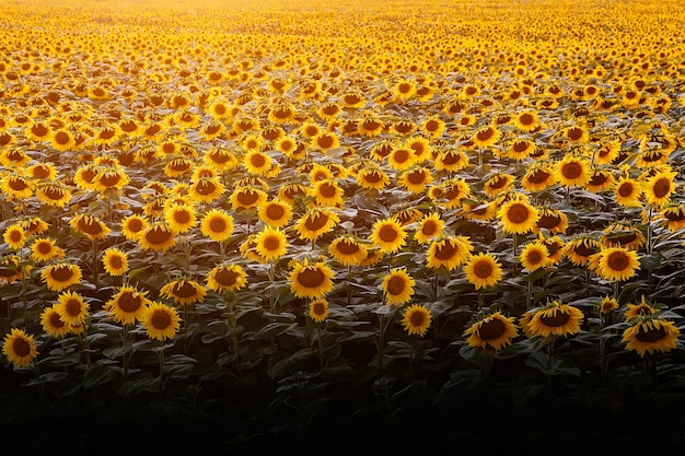 Sonnenblumenfeld bei Sonnenuntergang