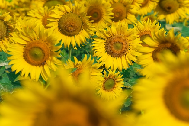 Sonnenblumenfeld, blühende Sonnenblumen natürlich