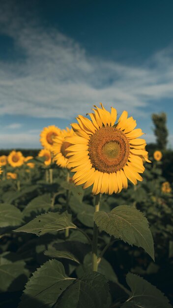 Foto sonnenblumenfeld girasols blumenpark außenblumen gelbe blumen feld natur bienenblumen