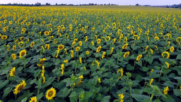 Sonnenblumenfeld großes Feld blühender Sonnenblumen, die über Blumen blühender Sonnenblumen in groß fliegen