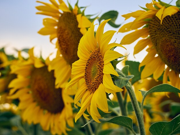 Sonnenblumenfeld (Helianthus)