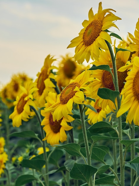 Sonnenblumenfeld (Helianthus)