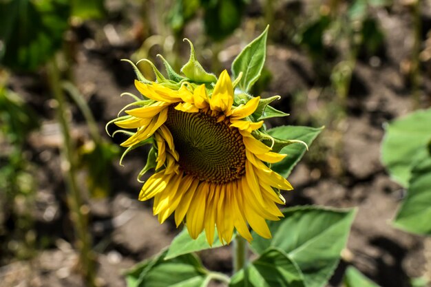 Sonnenblumenfeld im Sommer