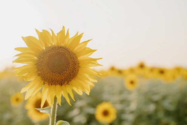 Sonnenblumenfeld im Sonnenuntergang, Naturhintergrund